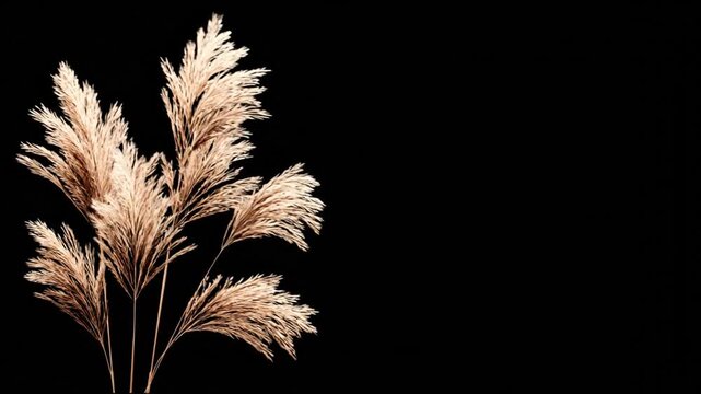 Close-up of beige-toned ornamental grass plumes against a stark, black backdrop