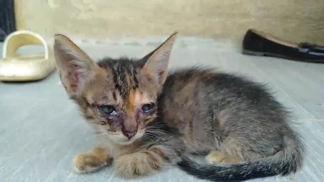 pity kitten