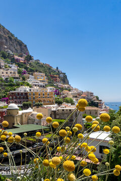 Positano cliffside village viewed through yellow craspedia flowers on the Amalfi Coast, Italy