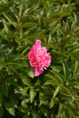 Obraz premium Vertical close-up of a pink peony flower in bloom, fresh petals, natural garden setting, soft daylight, minimal background.