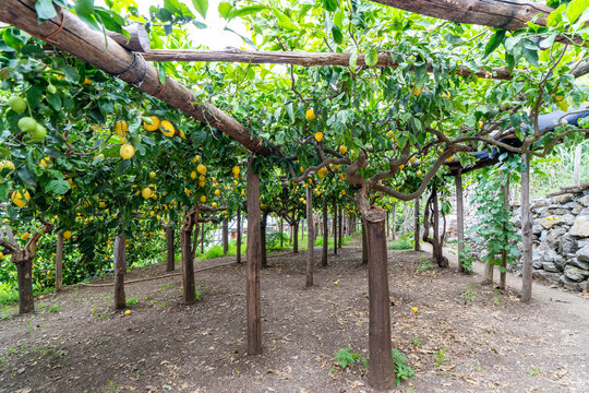 Traditional lemon grove pergola with rows of lemon trees on the Amalfi Coast, Italy