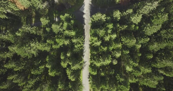 Senkrechte Drohnenaufnahme eines geraden Waldwegs zwischen dichtem gr&uuml;nen Wald, mit symmetrischer Perspektive von oben und ruhiger nat&uuml;rlicher Landschaft
