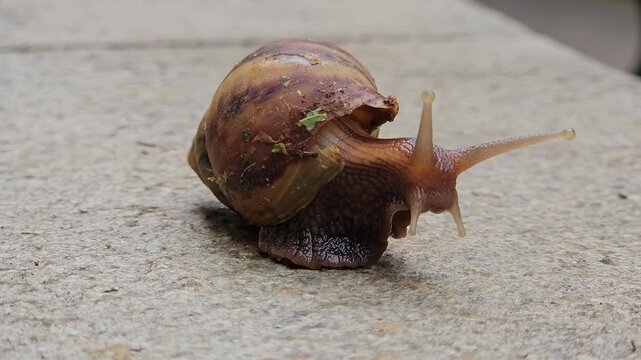 This is wild animal named snails on sand 