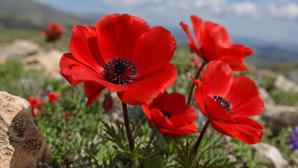Obraz premium Vibrant Red Poppy Anemone Wildflowers Blooming in Rocky Mountain Meadow, Close Up Coronaria Windflowers Alpine Landscape Background