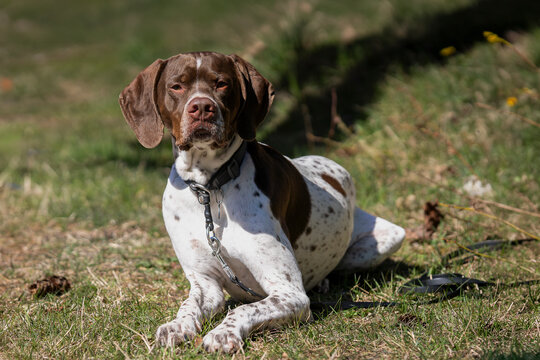 With calm eyes and unwavering focus, a Braque Fran&ccedil;ais patiently waits between adventures. Brown and white Braque Fran&ccedil;ais (French Pointing Dog) resting on a grassy meadow. 