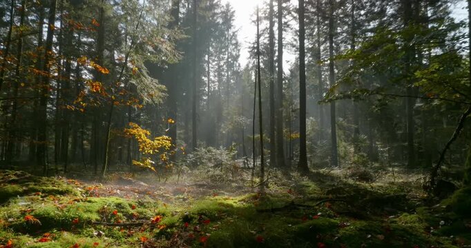 Mystische und cinematische Drohnenaufnahmen eines Waldes mit hohen B&auml;umen, Sonnenstrahlen, Lichtnebel, moosigem Waldboden und ruhiger Naturstimmung in atmosph&auml;rischer Waldlandschaft