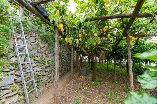 Ladder against stone wall in working lemon grove pergola on the Amalfi Coast, Italy