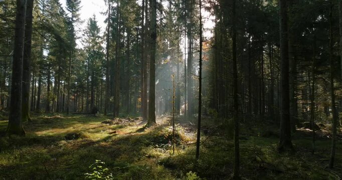 Mystische und cinematische Drohnenaufnahmen eines Waldes mit hohen B&auml;umen, Sonnenstrahlen, Lichtnebel, moosigem Waldboden und ruhiger Naturstimmung in atmosph&auml;rischer Waldlandschaft