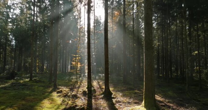 Mystische und cinematische Drohnenaufnahmen eines Waldes mit hohen B&auml;umen, Sonnenstrahlen, Lichtnebel, moosigem Waldboden und ruhiger Naturstimmung in atmosph&auml;rischer Waldlandschaft