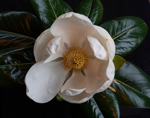 Magnolia © paulls