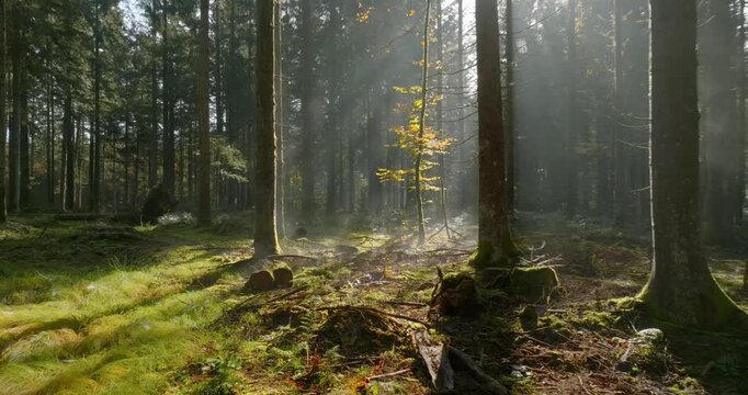 Mystische und cinematische Drohnenaufnahmen eines Waldes mit hohen B&auml;umen, Sonnenstrahlen, Lichtnebel, moosigem Waldboden und ruhiger Naturstimmung in atmosph&auml;rischer Waldlandschaft