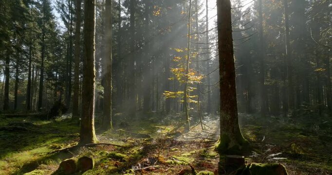 Mystische und cinematische Drohnenaufnahmen eines Waldes mit hohen B&auml;umen, Sonnenstrahlen, Lichtnebel, moosigem Waldboden und ruhiger Naturstimmung in atmosph&auml;rischer Waldlandschaft