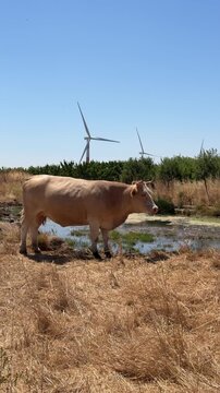 A single cow standing calmly in a green field, swishing its tail with a wind turbine in the background. Rural farming scene combining livestock, renewable energy, and sustainable agriculture in Israel