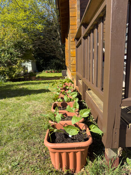 Vertical shot row of flower pot containers with compost and runner bean vegetable seedling plants with a sunny garden background