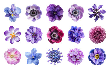 Fototapeta premium PNG Vibrant purple floral collection, transparent background