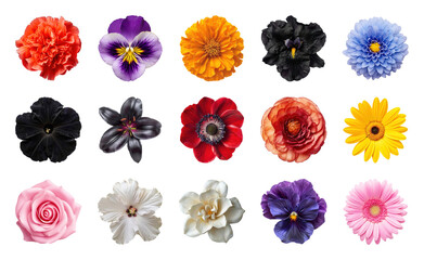 Fototapeta premium PNG Vibrant assorted colorful flower collection on transparent background