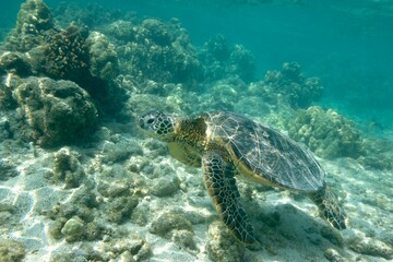 Green sea turtle along a reef off the coast of Hawaii © willtu