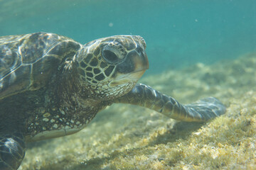 Green sea turtle along a reef off the coast of Hawaii © willtu