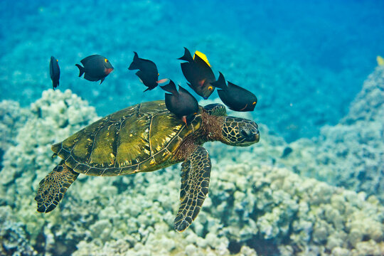 Green Sea Turtle being cleaned by fish near the coast of Hawaii