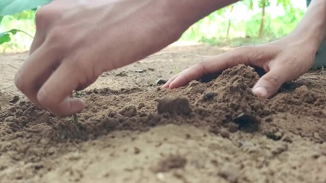 Close-up of a farmer planting a small green sapling in the fertile soil, agriculture and environment concept