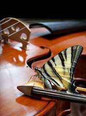 Musical concept. violin and butterfly. butterfly on the bow. © Oleksii