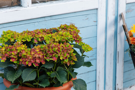 Hydrangea plants in pots by a blue wooden wall during daylight