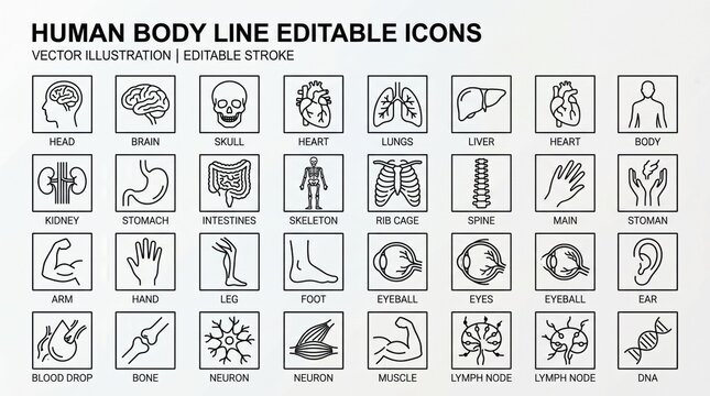 Human Body Line Editable Icons on White Background
