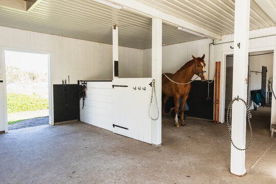 Chestnut Horse Standing Patiently in Modern Stable