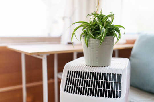 Indoor potted plant on a mobile AC unit illustrating relief from scorching summer heat