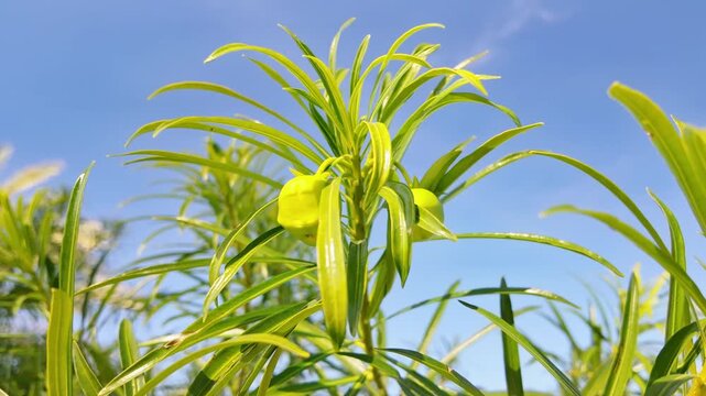 Low angle close-up of nerium oleander fresh green shoots with yellow-green flower buds against blue sky in antalya.