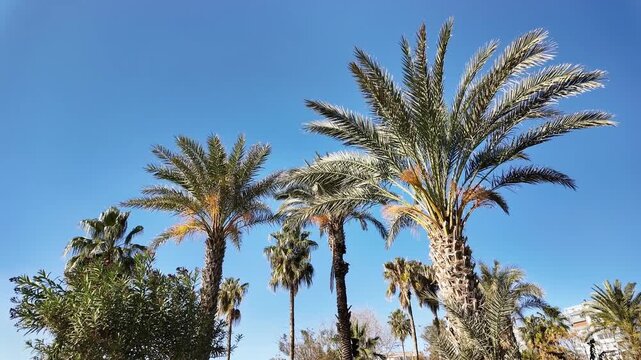 Pan left shot of multiple tall date palm trees with spreading fronds against deep blue cloudless sky in antalya park.