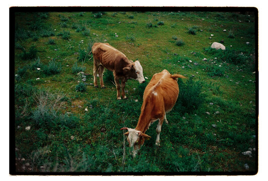 Two cows grazing on a rocky green hillside pasture