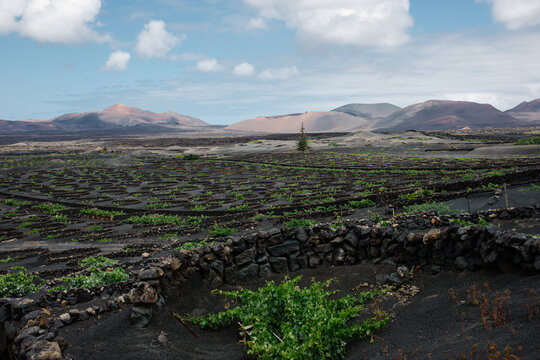 Vast volcanic vineyards with stone walls and hills, Lanzarote