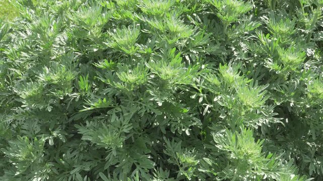 A static close up shows the dense silver-green foliage of a wormwood plant under bright daylight. Perfect for educational videos on medicinal herbs, botanical documentaries, or agricultural content. 