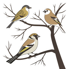 Fototapeta premium Trio of cute songbirds perched on tree branches graphic with songbirds sparrows wildlife illustration ornithology isolated creatures minimalist