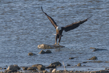 Bald eagle landing on a boulder in a lake. © Lecia Michelle