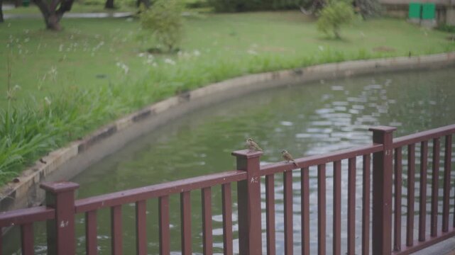 Two Sparrows Perched on Railing by Pond During Rain