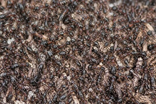 Extreme close-up of ant nest surface, countless ants densely packed, detailed chaos.