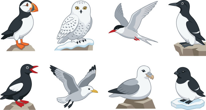 Arctic Seabird Collection Featuring Puffin Gull Tern Owl and Auk Vector Illustrations