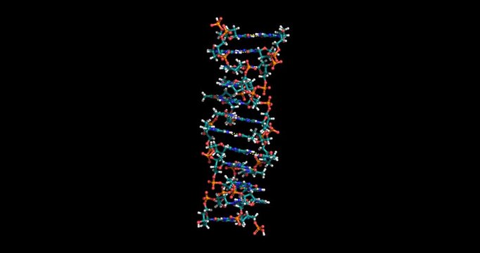 Z-DNA, ball and stick model, 3D molecule 4K spinning