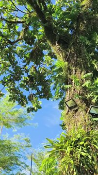 Towering trees stretch toward clear blue sky with lush green leaves and hanging moss.