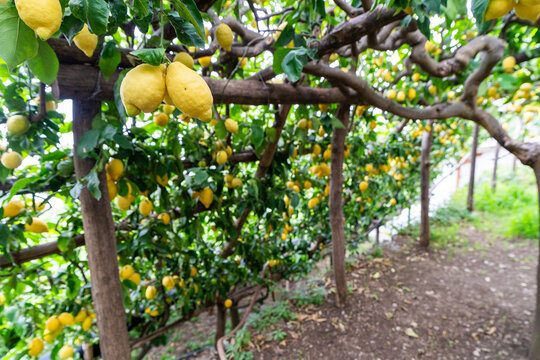 Abundant Sfusato Amalfitano lemons hanging in traditional pergola grove on the Amalfi Coast, Italy