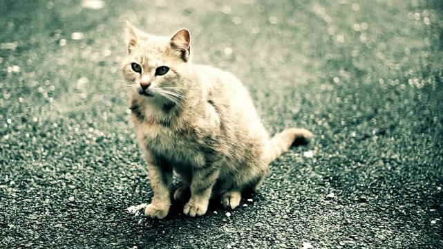 A small orange tabby cat sitting on a gravel road looking sideways with a curious expression on its face