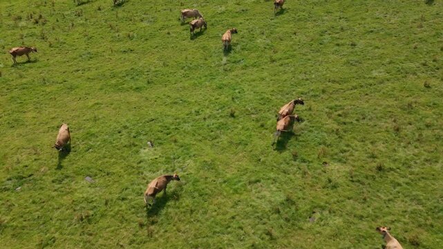 A herd of brown Jersey cows grazing peacefully across a vast expanse of vibrant green pasture seen from a high altitude aerial drone flight above Looe Cornwall United Kingdom