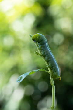 Macro closeup of Daphnis nerii eating leaves under natural sunlight