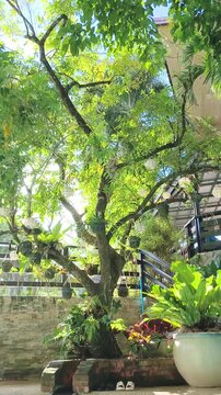 Large tree with hanging pots and lush green leaves in bright sunlight