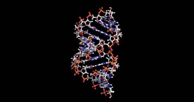A-DNA, ball and stick model, 3D molecule 4K spinning