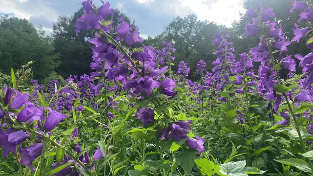 Bellflower. Campanula. Purple open flowers of the wild Campanula in a forest. Natural sunlight illuminates the purple flowers with green leaves. Contour lighting, natural background