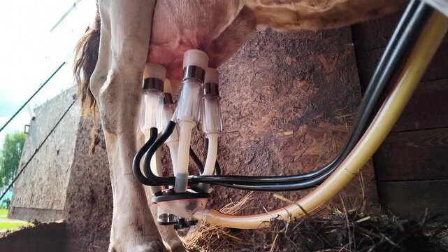 Wide-angle low-angle shot of a cow during automatic milking inside a rural barn. The frame shows rear legs and hooves standing on a wooden floor, with visible OSB wall panels and an open doorway