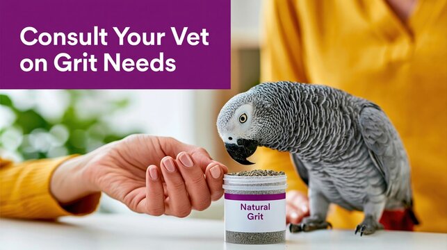 African grey parrot eating grit from a jar while a person watches closely.